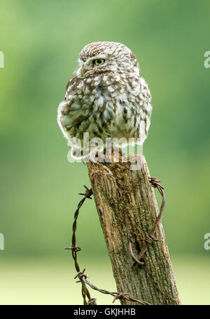 Kleine Eule auf alte Zaunpfosten mit rostigen Stacheldraht. Stockfoto