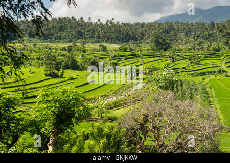 Reisfelder in Bali, Indonesien. Stockfoto