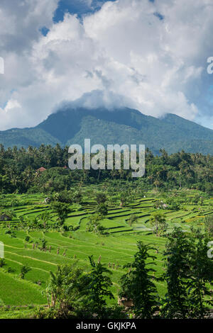 Reisfelder unter Mount Agung auf Bali, Indonesien. Stockfoto
