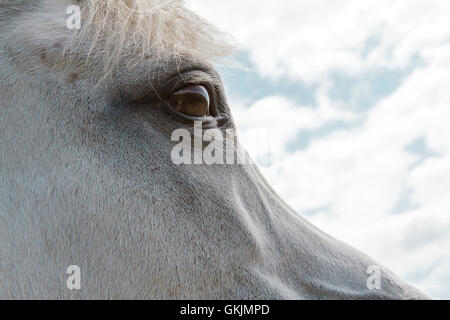 Pferde-Auge Stockfoto