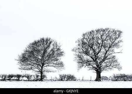 Winterbäume an einem verschneiten Morgen. Stockfoto