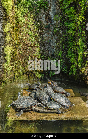 Schildkröteteich am Botanischen Garten von Villa Carlotta, Tremezzina, Comer See, Lombardei, Italien Stockfoto