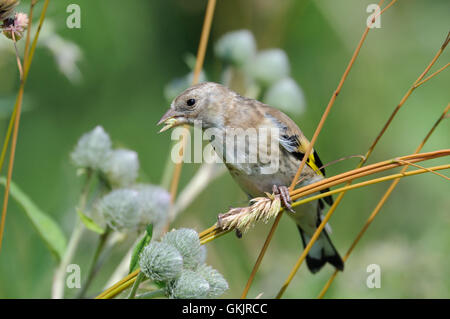 Hockende juvenile Stieglitz (Zuchtjahr Zuchtjahr) frisst Grassamen. Moscow Region, Russland Stockfoto