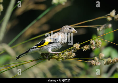 Hockende juvenile Stieglitz (Zuchtjahr Zuchtjahr) frisst Grassamen. Moscow Region, Russland Stockfoto