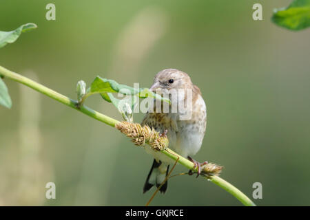 Hockende juvenile Stieglitz (Zuchtjahr Zuchtjahr) frisst Grassamen. Moscow Region, Russland Stockfoto
