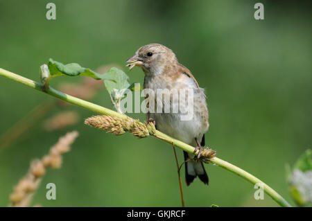 Hockende juvenile Stieglitz (Zuchtjahr Zuchtjahr) frisst Grassamen. Moscow Region, Russland Stockfoto