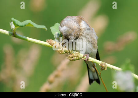 Hockende juvenile Stieglitz (Zuchtjahr Zuchtjahr) frisst Grassamen. Moscow Region, Russland Stockfoto