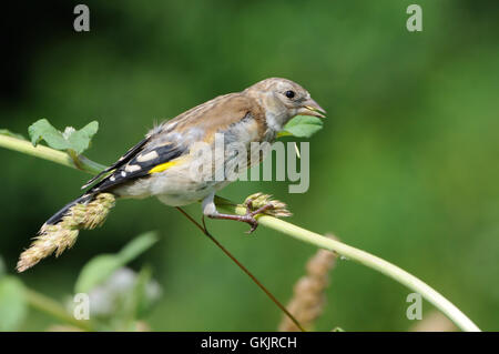 Hockende juvenile Stieglitz (Zuchtjahr Zuchtjahr) frisst Grassamen. Moscow Region, Russland Stockfoto
