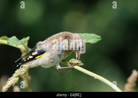 Hockende juvenile Stieglitz (Zuchtjahr Zuchtjahr) frisst Grassamen. Moscow Region, Russland Stockfoto