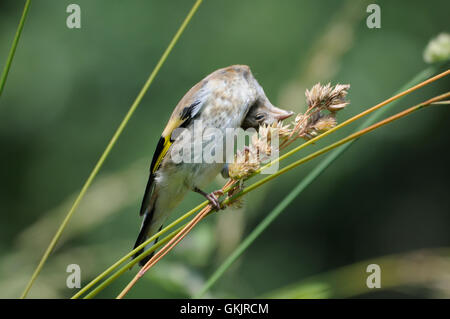 Hockende juvenile Stieglitz (Zuchtjahr Zuchtjahr) frisst Grassamen. Moscow Region, Russland Stockfoto
