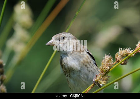 Hockende juvenile Stieglitz (Zuchtjahr Zuchtjahr) frisst Grassamen. Moscow Region, Russland Stockfoto