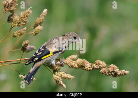 Hockende juvenile Stieglitz (Zuchtjahr Zuchtjahr) frisst Grassamen. Moscow Region, Russland Stockfoto