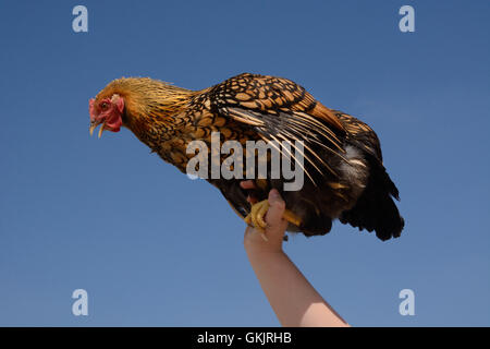 Goldene geschnürt Wyandotte Huhn Henne von Arm gehalten werden Stockfoto