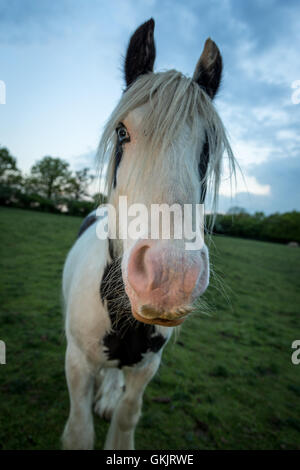 Ein neugieriges Pferd nähert sich die Kamera Stockfoto