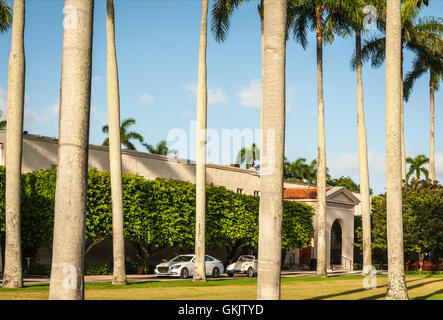 Sonnendurchflutetes Königspalmen auf der Plaza des Vereins der vier Künste in Palm Beach, Florida, USA. Stockfoto