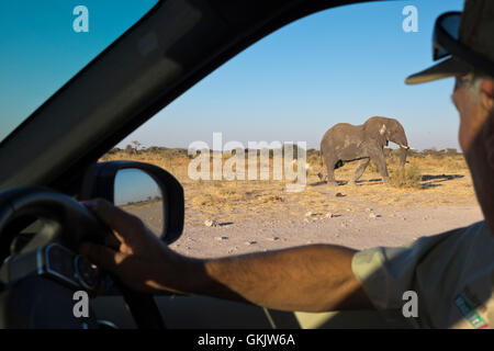 Botswana. Eine touristische Uhren eine Afrikanische Elefanten (Loxodonta africana) während einer Pirschfahrt, wie er sein Fahrzeug während auf Safari geht. Stockfoto