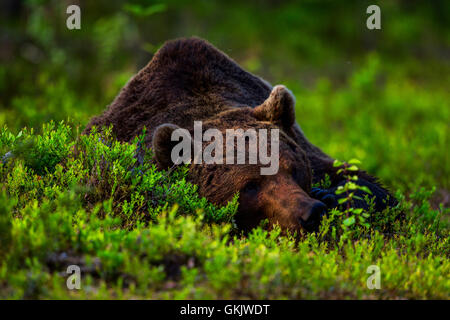 Ein Porträt von einem Braunbären, Finnland. Stockfoto