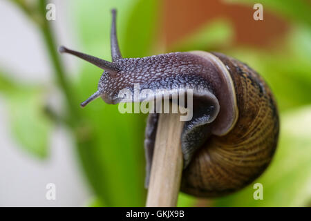 Schnecke aus Shell auf Zweig Stockfoto