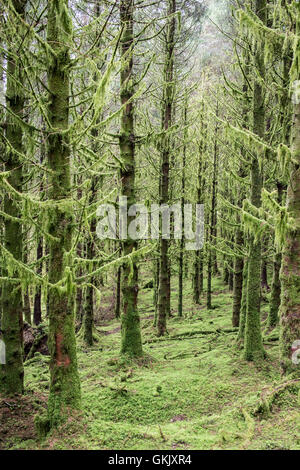 Ein Moos bedeckt Kiefernwald in den Highlands von Schottland. Stockfoto