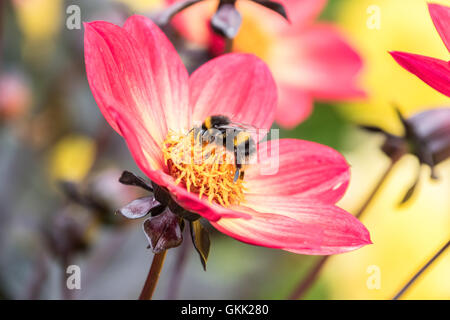 Bumble Bee Pollen von einer Blume zu sammeln Stockfoto