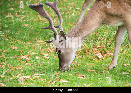 Damwild Essen grass Stockfoto