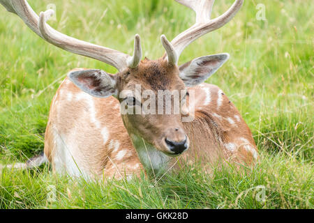 Damhirsch im Rasen verlegen Stockfoto
