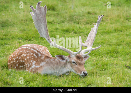 Damwild, schlafen im Rasen Stockfoto