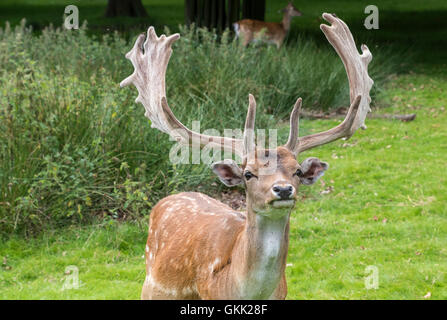 Männliche Damhirsche Stockfoto