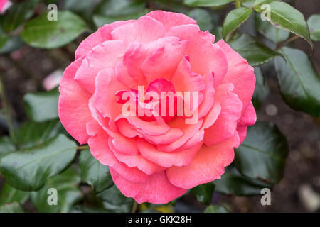 Rosa rose wächst auf einem Strauch Stockfoto