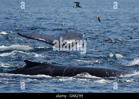 Ein Foto von zwei Buckelwale Fütterung aus die Küste Provincetown, Cape Cod, Massachusetts, USA. Stockfoto