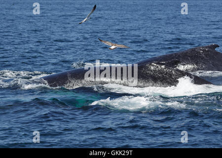 Ein Foto von einige Buckelwale Belag vor der Küste von Provincetown in Cape Cod, Massachusetts, USA. Stockfoto