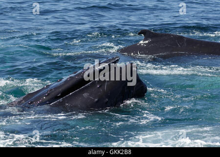 Ein Foto von einige Buckelwale Belag vor der Küste von Provincetown in Cape Cod, Massachusetts, USA. Stockfoto