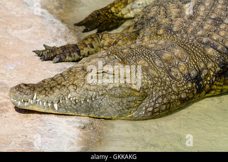 Der Alligator in der heißen Sonne während des Tages ruhen Stockfoto