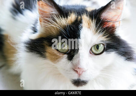 Schönes Hauskatze Stockfoto