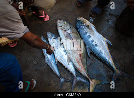 Am 16. März 2013 verhandeln Händler und Käufer über frisch gefangenen Fisch auf dem Xamar Weyne Market in Mogadischu. Die Fischer bringen ihren täglichen Fang aus dem Indischen Ozean auf den Markt, wo er lokal und für den Export verkauft wird. Stockfoto