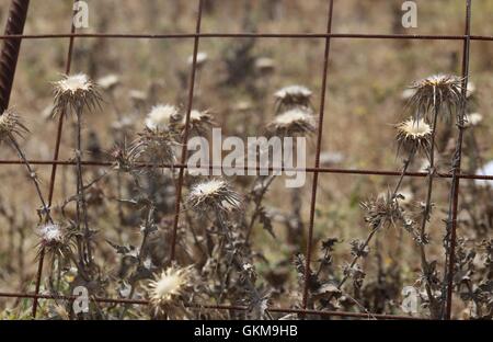 Trockene Thorn Blumen, Mariendistel in der Nähe von einem Zaun. Getrocknete Blumen von Silybum Marianum (auch als Cardus Marianus, Mariendistel, gesegnet, Milkthistle Stockfoto