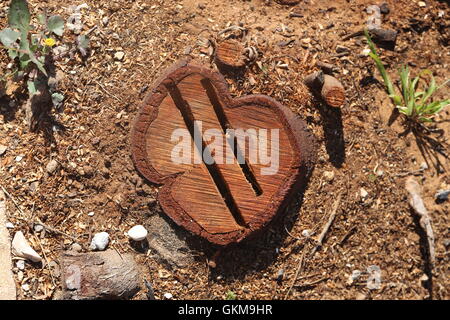 Schneiden Sie Baum. Gehackte Baum Ring mit zwei tiefe Risse. Zwei gashs in einem abgetrennten Baumstamm im Feld. Blick von oben auf die geschnittenen Baum. Stockfoto