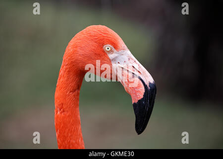 Porträt einer Karibik Flamingo (Phoenicopterus Ruber), Nordamerika Stockfoto