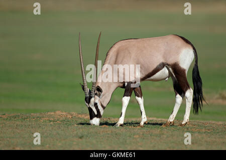 Ein Gemsbock-Antilopen (Oryx Gazella) im natürlichen Lebensraum, Kalahari-Wüste, Südafrika Stockfoto