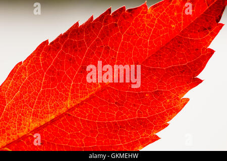 Makro-Bild von einer hellen roten farbigen Herbst Blatt Stockfoto
