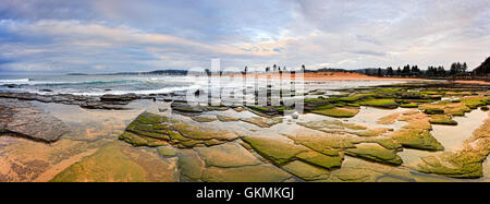 Panorama des nördlichen Stränden von Sydney - Collaroy Beach bei Sonnenaufgang. Bei Ebbe eröffnet Meeresboden mit Meerespflanzen Narrabeen See Stockfoto