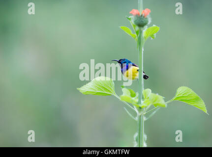 Variable Sunbird. Stockfoto
