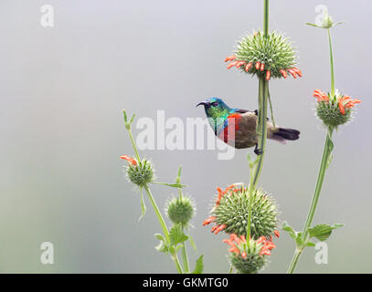 Östlichen Doppel-Kragen Sunbird Stockfoto