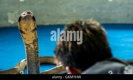 King Cobra in der Show, Ao Nang, Krabi, Thailand Stockfoto