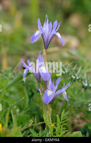 Barbary Nuss - Moraea Sisyrinchium mediterrane Blume, die Mitte Tag bekannt als die Uhr Iris öffnet Stockfoto