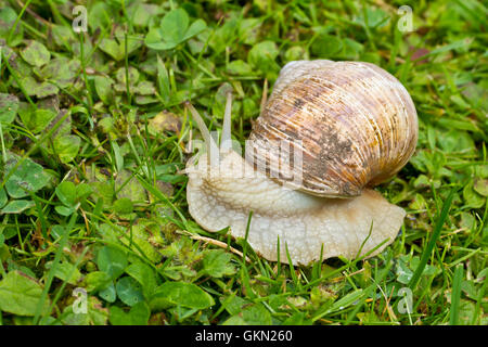 Roman, burgundischen oder essbare Schnecke (Helix Pomatia) oder Schnecken eine große essbare europäischen Schnecke. Es ist eine terrestrische pulmonate gastr Stockfoto