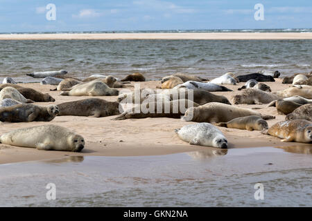 Gemeinsame und graue Dichtungen ruht auf den Dünen am Blakeney Point an der Küste von Norfolk Stockfoto