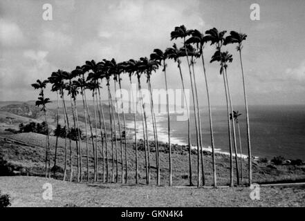 AJAXNETPHOTO. 1955. WINDWARD COAST, BARBADOS, WEST INDIES. -EINE MALERISCHE AUSSICHT AUF DIE KÜSTE.  FOTO; REG CALVERT/AJAX AJAX © NEWS & FEATURE SERVICE/REG CALVERT SAMMLUNG REF: BARBADOS RC1955 Stockfoto