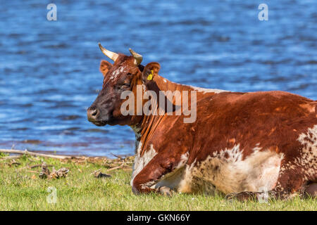 Kuh liegend und grübeln am See Stockfoto