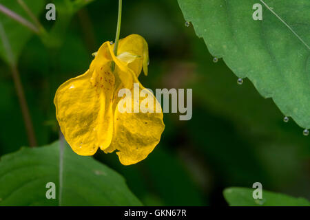 Röhricht-Balsam / gelb Balsam / wilde Balsam / Springkraut (Impatiens Noli-Tangere / Balsamina Lutea) in Blüte Stockfoto